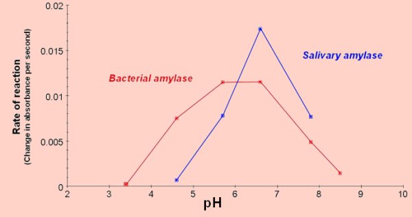Activity Of Amylase In Saliva Activity Of Amylase In Saliva