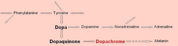 dopa pathway
