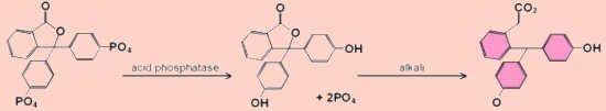 phosphatase